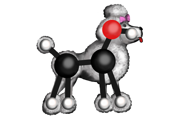 Ethyl the drunk poodle